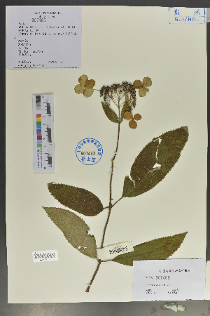  (Hydrangea aspera - Ge02071)  @11 [ ] CreativeCommons  Attribution Non-Commercial Share-Alike  Unspecified Herbarium of South China Botanical Garden