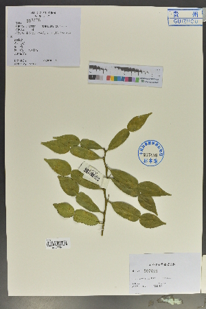  (Citrus - Ge02072)  @11 [ ] CreativeCommons  Attribution Non-Commercial Share-Alike  Unspecified Herbarium of South China Botanical Garden