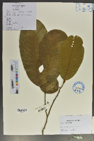  (Fissistigma polyanthoides - Ge02074)  @11 [ ] CreativeCommons  Attribution Non-Commercial Share-Alike  Unspecified Herbarium of South China Botanical Garden