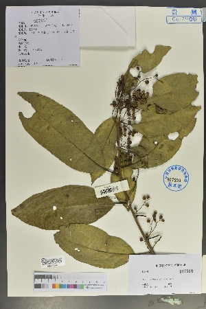  (Rhamnus coriophylla - Ge02075)  @11 [ ] CreativeCommons  Attribution Non-Commercial Share-Alike  Unspecified Herbarium of South China Botanical Garden