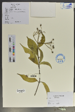  (Cornus parviflora - Ge02076)  @11 [ ] CreativeCommons  Attribution Non-Commercial Share-Alike  Unspecified Herbarium of South China Botanical Garden