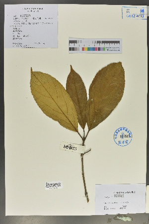  (Viburnum urceolatum - Ge02077)  @11 [ ] CreativeCommons  Attribution Non-Commercial Share-Alike  Unspecified Herbarium of South China Botanical Garden