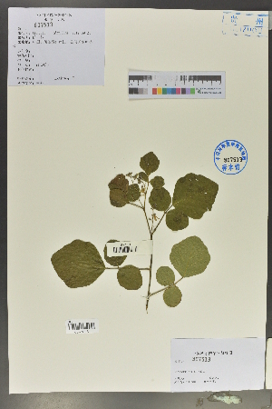  (Desmodium sequax - Ge02078)  @11 [ ] CreativeCommons  Attribution Non-Commercial Share-Alike  Unspecified Herbarium of South China Botanical Garden
