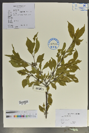  (Rhamnus virgata - Ge02084)  @11 [ ] CreativeCommons  Attribution Non-Commercial Share-Alike  Unspecified Herbarium of South China Botanical Garden