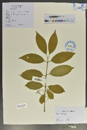  (Glyptopetalum feddei - Ge04497)  @11 [ ] CreativeCommons  Attribution Non-Commercial Share-Alike  Unspecified Herbarium of South China Botanical Garden