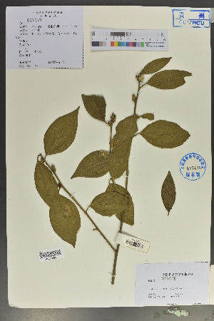  (Lindera floribunda - Ge02087)  @11 [ ] CreativeCommons  Attribution Non-Commercial Share-Alike  Unspecified Herbarium of South China Botanical Garden