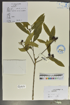  (Daphne papyracea - Ge02089)  @11 [ ] CreativeCommons  Attribution Non-Commercial Share-Alike  Unspecified Herbarium of South China Botanical Garden