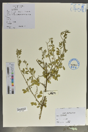 (Indigofera dichroa - Ge02090)  @11 [ ] CreativeCommons  Attribution Non-Commercial Share-Alike  Unspecified Herbarium of South China Botanical Garden