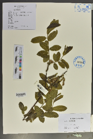  (Salix wallichiana - Ge02096)  @11 [ ] CreativeCommons  Attribution Non-Commercial Share-Alike  Unspecified Herbarium of South China Botanical Garden