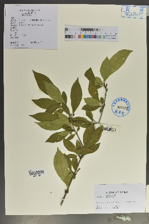  (Rhamnus grandiflora - Ge02099)  @11 [ ] CreativeCommons  Attribution Non-Commercial Share-Alike  Unspecified Herbarium of South China Botanical Garden