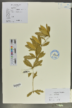  (Berberis cavaleriei - Ge02100)  @11 [ ] CreativeCommons  Attribution Non-Commercial Share-Alike  Unspecified Herbarium of South China Botanical Garden