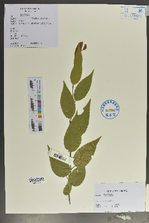  (Carpinus polyneura - Ge02103)  @11 [ ] CreativeCommons  Attribution Non-Commercial Share-Alike  Unspecified Herbarium of South China Botanical Garden