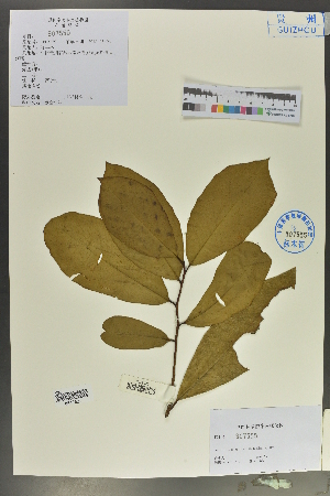  ( - Ge02106)  @11 [ ] CreativeCommons  Attribution Non-Commercial Share-Alike  Unspecified Herbarium of South China Botanical Garden