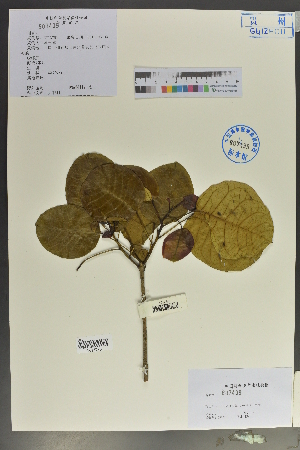  ( - Ge02107)  @11 [ ] CreativeCommons  Attribution Non-Commercial Share-Alike  Unspecified Herbarium of South China Botanical Garden