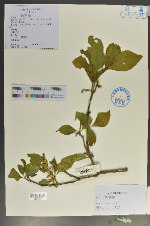  (Justicia latiflora - Ge02108)  @11 [ ] CreativeCommons  Attribution Non-Commercial Share-Alike  Unspecified Herbarium of South China Botanical Garden