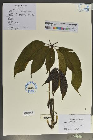  ( - Ge02109)  @11 [ ] CreativeCommons  Attribution Non-Commercial Share-Alike  Unspecified Herbarium of South China Botanical Garden