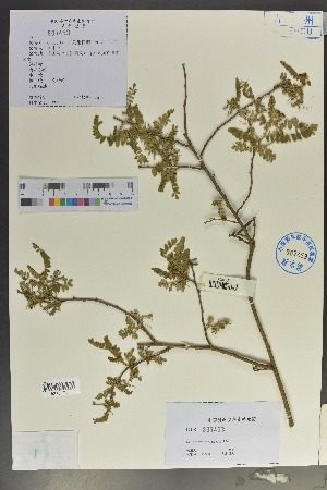  (Indigofera stachyodes - Ge02111)  @11 [ ] CreativeCommons  Attribution Non-Commercial Share-Alike  Unspecified Herbarium of South China Botanical Garden