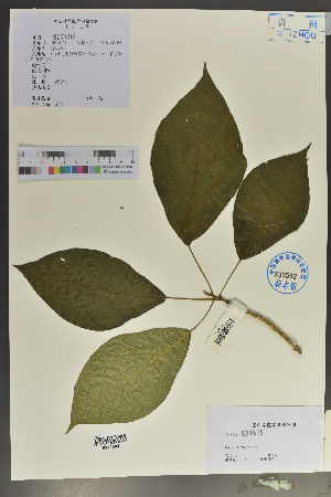  (Ficus trivia - Ge02115)  @11 [ ] CreativeCommons  Attribution Non-Commercial Share-Alike  Unspecified Herbarium of South China Botanical Garden