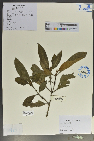  (Psychotria prainii - Ge02116)  @11 [ ] CreativeCommons  Attribution Non-Commercial Share-Alike  Unspecified Herbarium of South China Botanical Garden