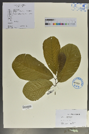  (Bridelia retusa - Ge02117)  @11 [ ] CreativeCommons  Attribution Non-Commercial Share-Alike  Unspecified Herbarium of South China Botanical Garden