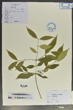  ( - Ge02120)  @11 [ ] CreativeCommons  Attribution Non-Commercial Share-Alike  Unspecified Herbarium of South China Botanical Garden