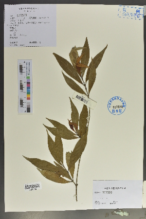  ( - Ge02122)  @11 [ ] CreativeCommons  Attribution Non-Commercial Share-Alike  Unspecified Herbarium of South China Botanical Garden