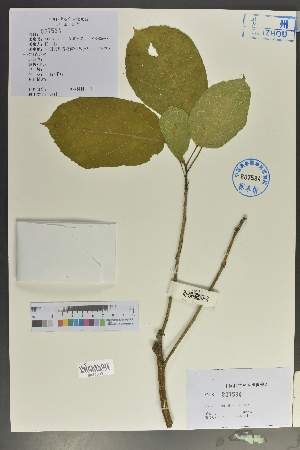  (Ficus tsiangii - Ge02126)  @11 [ ] CreativeCommons  Attribution Non-Commercial Share-Alike  Unspecified Herbarium of South China Botanical Garden