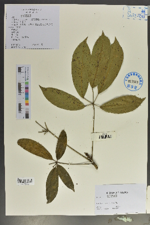  (Schefflera pauciflora - Ge02127)  @11 [ ] CreativeCommons  Attribution Non-Commercial Share-Alike  Unspecified Herbarium of South China Botanical Garden