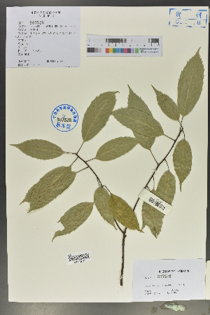  ( - Ge02130)  @11 [ ] CreativeCommons  Attribution Non-Commercial Share-Alike  Unspecified Herbarium of South China Botanical Garden