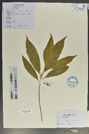  (Planchonella yunnanensis - Ge02131)  @11 [ ] CreativeCommons  Attribution Non-Commercial Share-Alike  Unspecified Herbarium of South China Botanical Garden