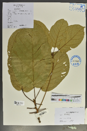  (Sterculia - Ge02132)  @11 [ ] CreativeCommons  Attribution Non-Commercial Share-Alike  Unspecified Herbarium of South China Botanical Garden