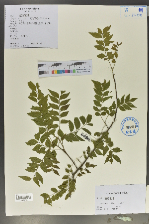  (Boniodendron - Ge02133)  @11 [ ] CreativeCommons  Attribution Non-Commercial Share-Alike  Unspecified Herbarium of South China Botanical Garden