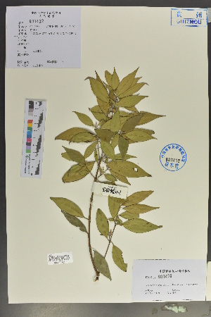  (Myrtales - Ge02134)  @11 [ ] CreativeCommons  Attribution Non-Commercial Share-Alike  Unspecified Herbarium of South China Botanical Garden