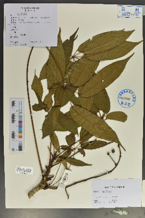  ( - Ge02135)  @11 [ ] CreativeCommons  Attribution Non-Commercial Share-Alike  Unspecified Herbarium of South China Botanical Garden
