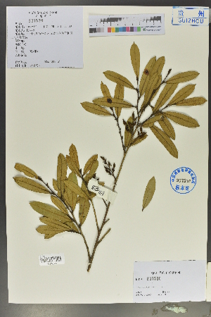  (Distylium dunnianum - Ge02141)  @11 [ ] CreativeCommons  Attribution Non-Commercial Share-Alike  Unspecified Herbarium of South China Botanical Garden