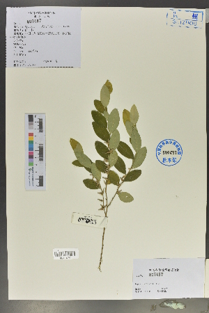  (Daphne championii - Ge02143)  @11 [ ] CreativeCommons  Attribution Non-Commercial Share-Alike  Unspecified Herbarium of South China Botanical Garden