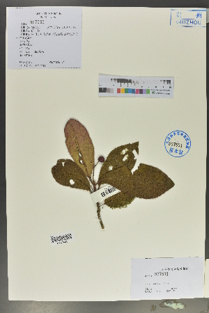  (Ardisia mamillata - Ge02144)  @11 [ ] CreativeCommons  Attribution Non-Commercial Share-Alike  Unspecified Herbarium of South China Botanical Garden