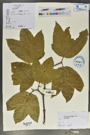  ( - Ge02147)  @11 [ ] CreativeCommons  Attribution Non-Commercial Share-Alike  Unspecified Herbarium of South China Botanical Garden