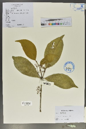  ( - Ge02149)  @11 [ ] CreativeCommons  Attribution Non-Commercial Share-Alike  Unspecified Herbarium of South China Botanical Garden