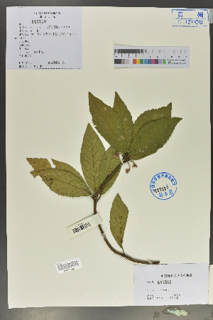  (Ardisia faberi - Ge02150)  @11 [ ] CreativeCommons  Attribution Non-Commercial Share-Alike  Unspecified Herbarium of South China Botanical Garden