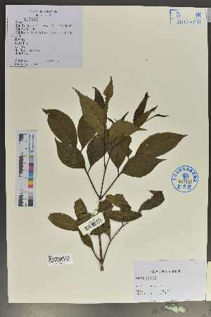  (Tetradium - Ge02151)  @11 [ ] CreativeCommons  Attribution Non-Commercial Share-Alike  Unspecified Herbarium of South China Botanical Garden