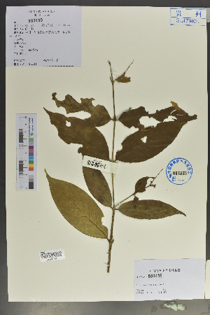  (Diplospora fruticosa - Ge02153)  @11 [ ] CreativeCommons  Attribution Non-Commercial Share-Alike  Unspecified Herbarium of South China Botanical Garden