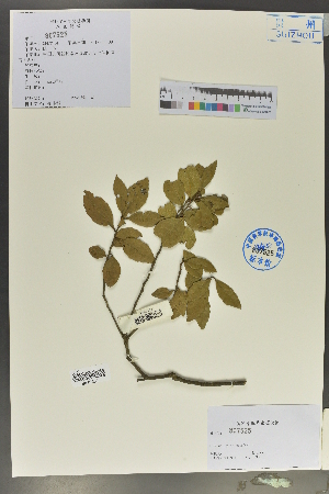  (Quercus utilis - Ge02155)  @11 [ ] CreativeCommons  Attribution Non-Commercial Share-Alike  Unspecified Herbarium of South China Botanical Garden