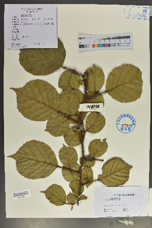  (Rubus wallichianus - Ge02159)  @11 [ ] CreativeCommons  Attribution Non-Commercial Share-Alike  Unspecified Herbarium of South China Botanical Garden