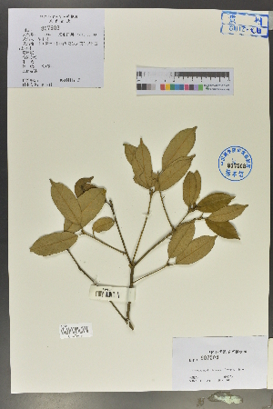  (Quercus delavayi - Ge02164)  @11 [ ] CreativeCommons  Attribution Non-Commercial Share-Alike  Unspecified Herbarium of South China Botanical Garden