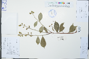  (Celastrus hindsii - Ge02208)  @11 [ ] CreativeCommons  Attribution Non-Commercial Share-Alike  Unspecified Herbarium of South China Botanical Garden