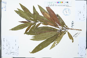  (Elaeocarpus hainanensis - Ge02209)  @11 [ ] CreativeCommons  Attribution Non-Commercial Share-Alike  Unspecified Herbarium of South China Botanical Garden