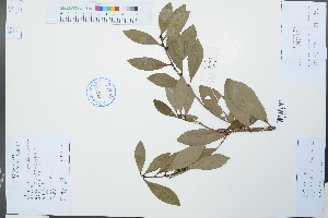  (Litsea rotundifolia var. oblongifolia - Ge02210)  @11 [ ] CreativeCommons  Attribution Non-Commercial Share-Alike  Unspecified Herbarium of South China Botanical Garden