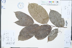  (Hopea hainanensis - Ge02212)  @11 [ ] CreativeCommons  Attribution Non-Commercial Share-Alike  Unspecified Herbarium of South China Botanical Garden