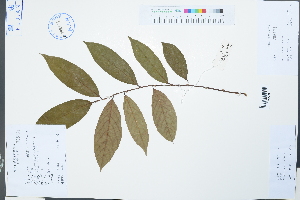  (Bridelia balansae - Ge02213)  @11 [ ] CreativeCommons  Attribution Non-Commercial Share-Alike  Unspecified Herbarium of South China Botanical Garden